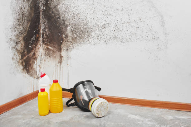 Best Residential Mold Removal  in Black Canyon City, AZ