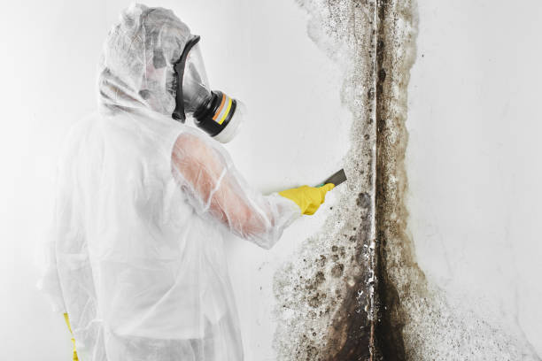 Best Toxic Mold Removal  in Black Canyon City, AZ