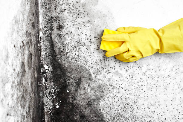 Best Toxic Mold Removal  in Black Canyon City, AZ