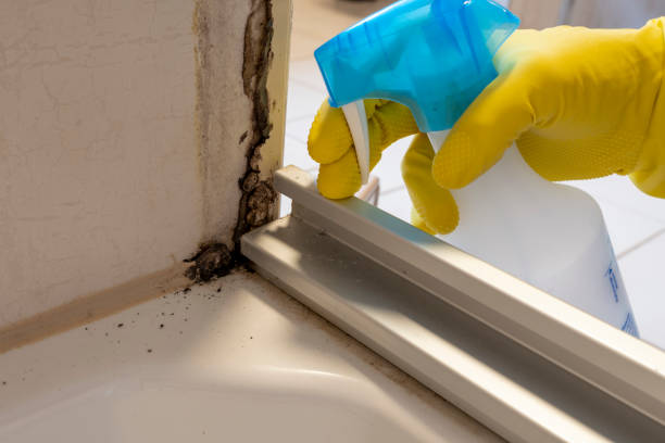 Best Certified Mold Removal  in Black Canyon City, AZ