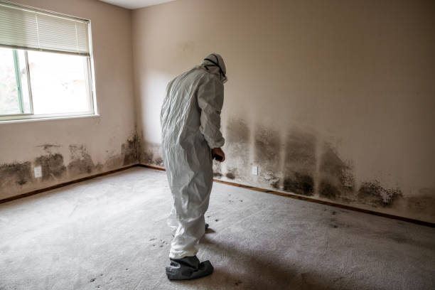 Best Mold Damage Repair  in Black Canyon City, AZ